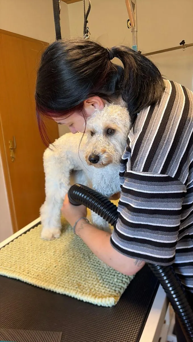 Ani’s Fellstudio Hundefriseur Göttingen Pudel föhnen Hundefriseurin föhnt einen weißen Pudel bei Ani’s Fellstudio in Göttingen